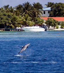 Not a bad place to live! Maldives, 2006. by Chris Wildblood 